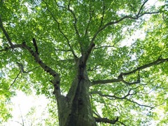 白神山地留山のブナ