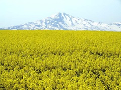 鳥海高原菜の花畑