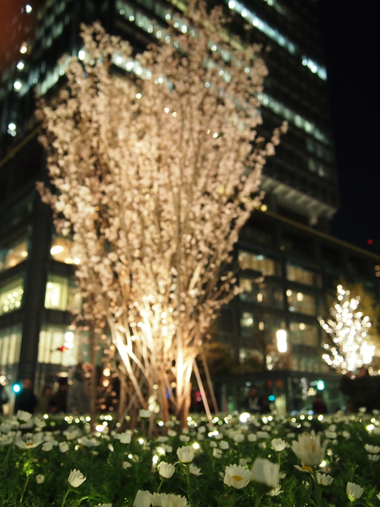 桜のシンボルツリー