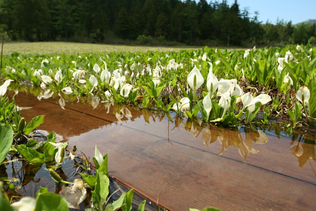 あこがれの水芭蕉