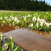 あこがれの水芭蕉