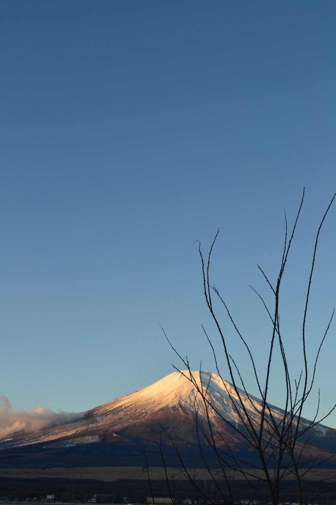 富士山と枯れ木