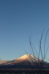 富士山と枯れ木