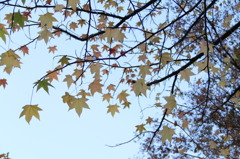 紅葉