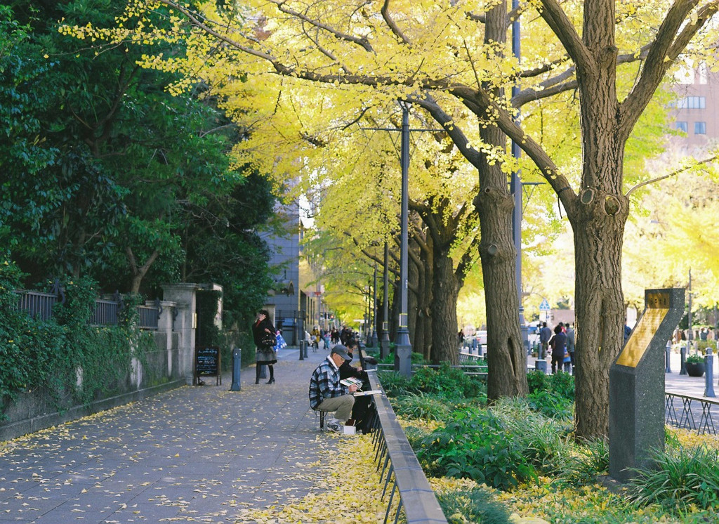 銀杏並木