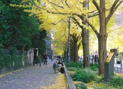 銀杏並木