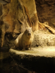海遊館のカピバラ君