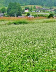 蕎麦の白い花咲く里