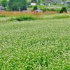 蕎麦の白い花咲く里