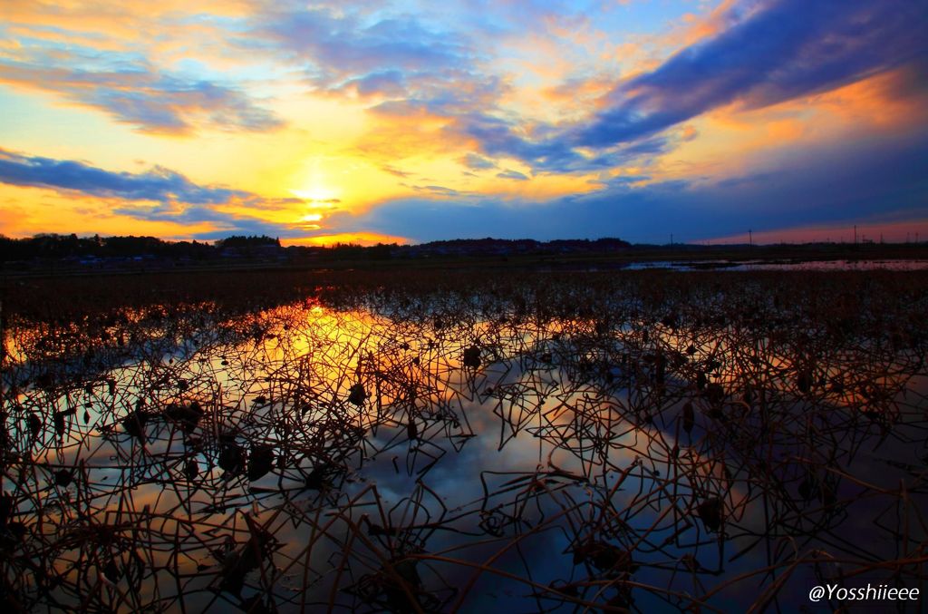 蓮田夕照