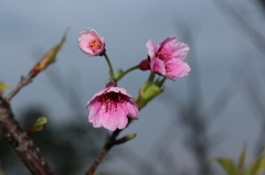 桜＊沖縄
