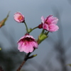 桜＊沖縄