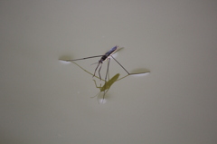 アメンボさん