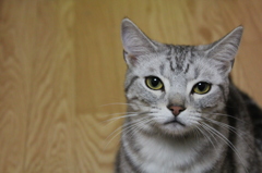 カメラ目線
