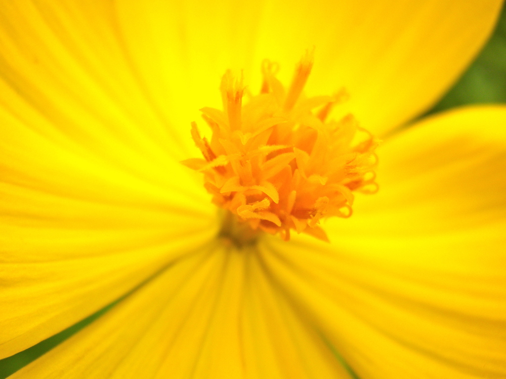 黄花