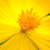 黄花