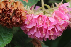 花＊花