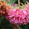 花＊花