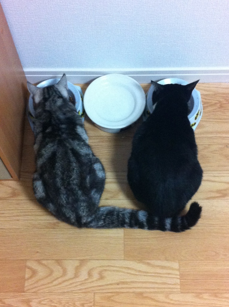 食事中