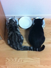 食事中