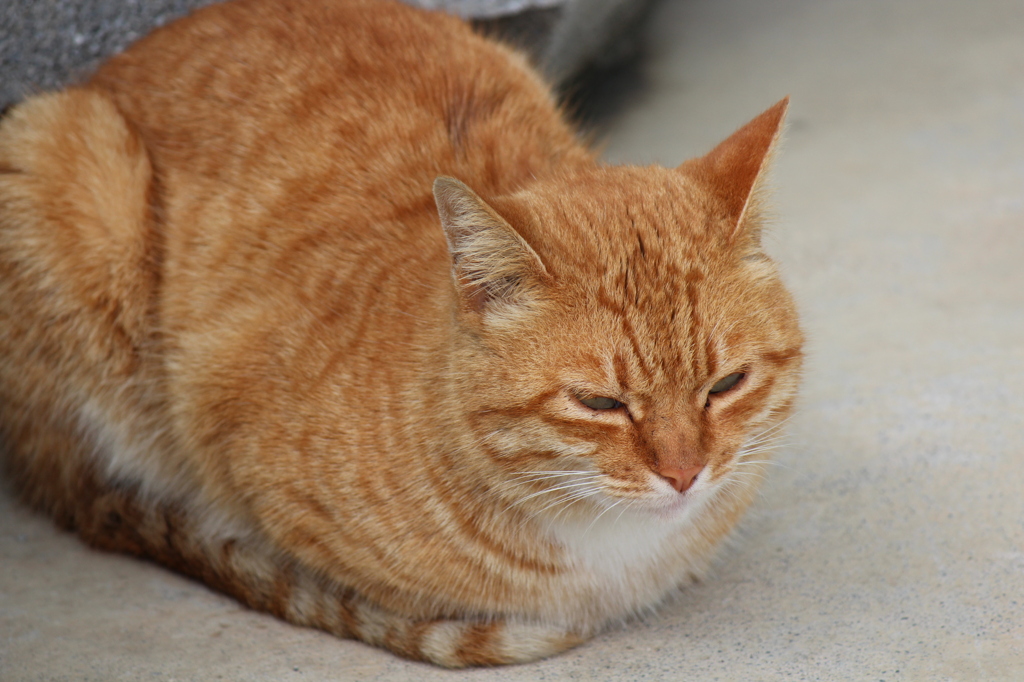 港ねこ