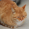 港ねこ