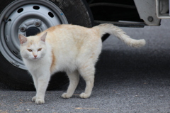 島の野良猫