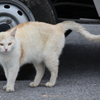 島の野良猫