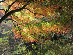 地上の虹