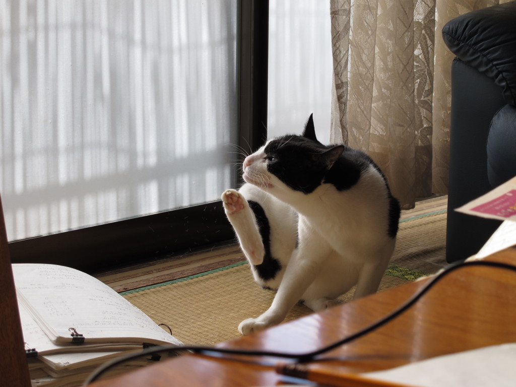 家猫