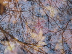 水底に写るもの