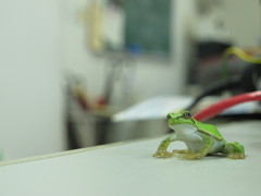 ケロケロ