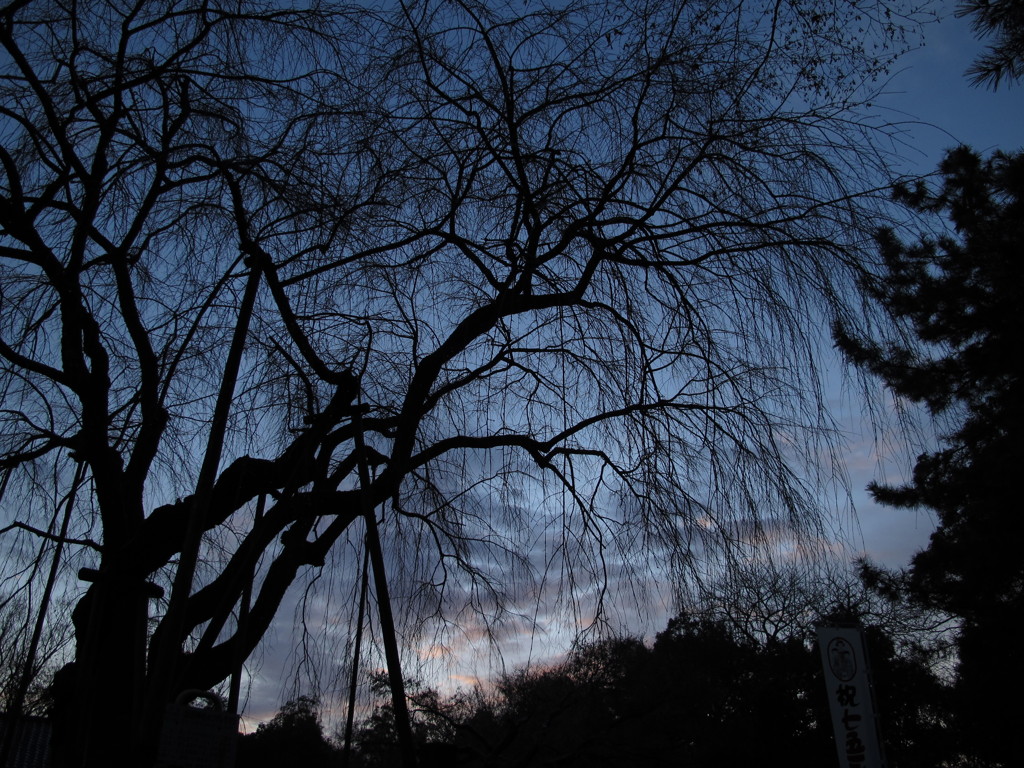 最後の枝垂桜
