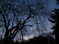 最後の枝垂桜