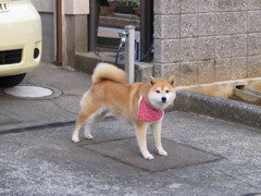 番犬
