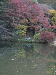 DSCF0479 (768x1024)
