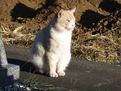 今日の猫