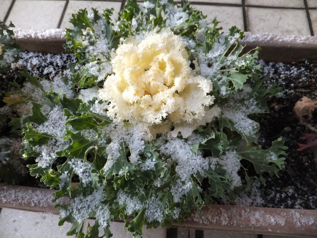 積雪