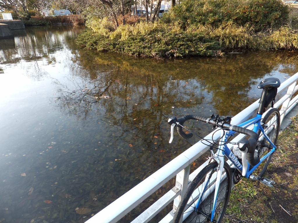 可美公園の池