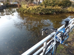 可美公園の池