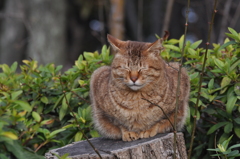 切り株と猫