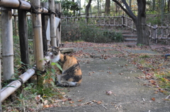 あくび