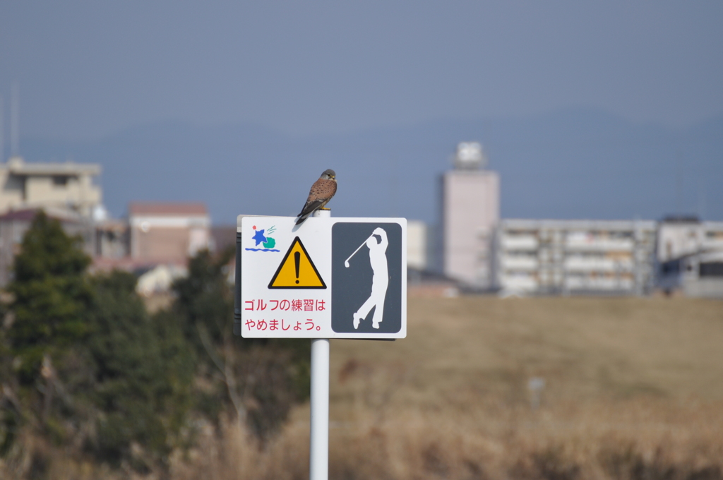 ゴルフの練習はやめましょう