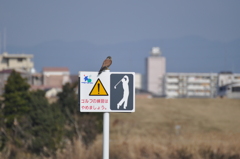 ゴルフの練習はやめましょう