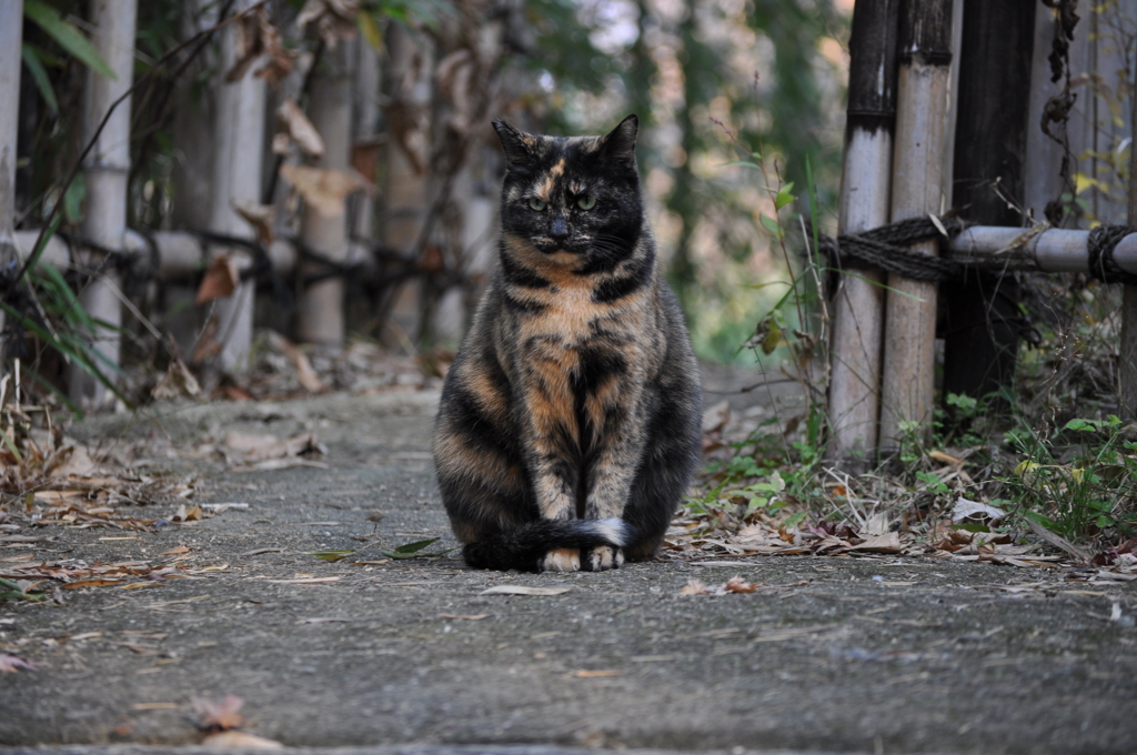 野良猫