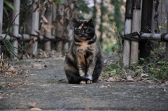 野良猫