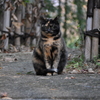 野良猫