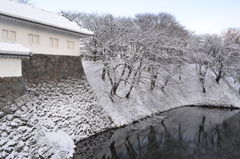 春には桜を映します。