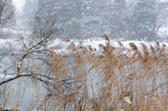 突き刺す風雪