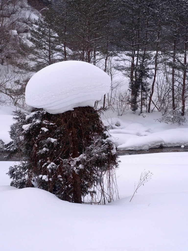 さらに、こんなんなってました。